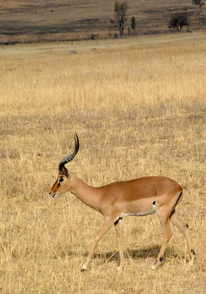 Impala antilopa chůzi na krajinu trávy — Stock fotografie