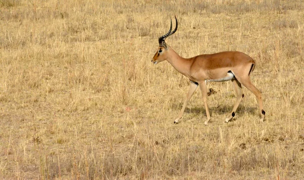 Impala antilopa chůzi na krajinu trávy — Stock fotografie