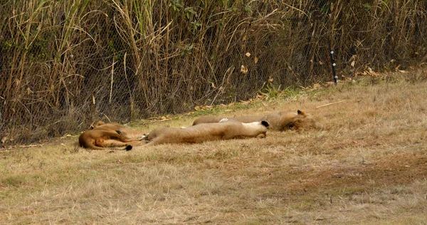 Leeuwen rusten in de late middagzon, Nationaal Park, Zuid-Afrika — Stockfoto