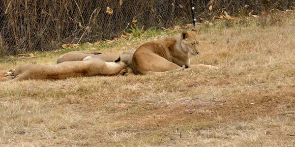 Leões descansando no final da tarde, Parque Nacional, África do Sul — Fotografia de Stock