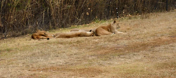 Λιοντάρια αναπαύεται στον απογευματινό ήλιο τέλη, εθνικό πάρκο, Νότια Αφρική — Φωτογραφία Αρχείου