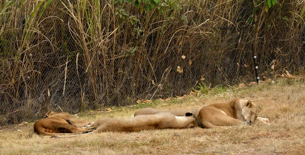 Львы, отдыхающие на солнце после полудня, Национальный парк, Южная Африка — стоковое фото