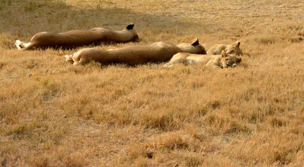 Lwy, odpoczynek w późno popołudniowym słońcu, National Park, Afryka Południowa — Zdjęcie stockowe