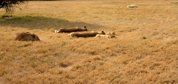 Leoni che riposano al sole del tardo pomeriggio, Parco Nazionale, Sud Africa — Foto Stock