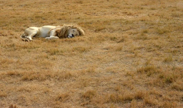 Leoni che riposano al sole del tardo pomeriggio, Parco Nazionale, Sud Africa — Foto Stock