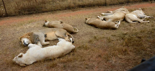 Lions se reposant dans le soleil de fin d'après-midi, parc national, Afrique du Sud — Photo