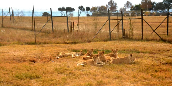 Lions se reposant dans le soleil de fin d'après-midi, parc national, Afrique du Sud — Photo