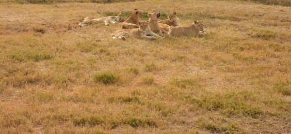 Leões descansando no final da tarde, Parque Nacional, África do Sul — Fotografia de Stock