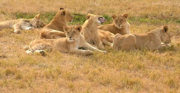 Leões descansando no final da tarde, Parque Nacional, África do Sul — Fotografia de Stock