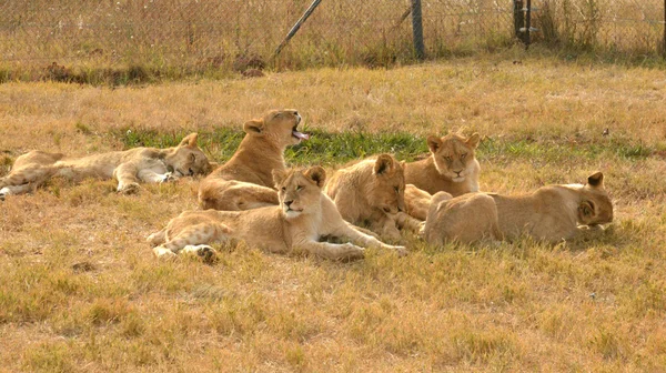 Leões descansando no final da tarde, Parque Nacional, África do Sul — Fotografia de Stock