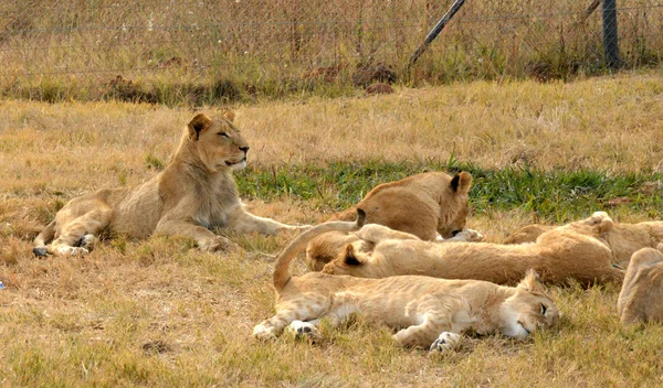 Lions se reposant dans le soleil de fin d'après-midi, parc national, Afrique du Sud — Photo