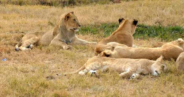 Leões descansando no final da tarde, Parque Nacional, África do Sul — Fotografia de Stock