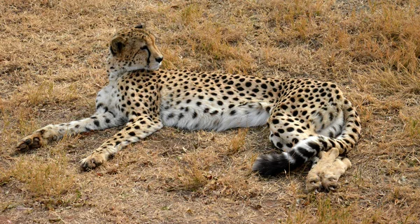 Африканський Гепард, відпочиваючи в природі, Південно-Африканська Республіка — стокове фото
