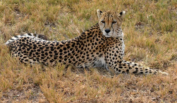 Cheetah Africano descansando na natureza, África do Sul — Fotografia de Stock