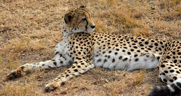 African Cheetah odpoczynku w przyrodzie, Republika Południowej Afryki — Zdjęcie stockowe