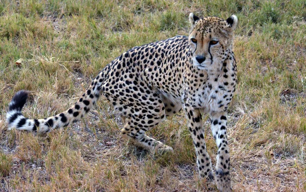 Cheetah africano che riposa nella natura, Sud Africa — Foto Stock