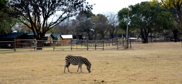 Zebra auf Grasland im Nationalpark, Südafrika — Stockfoto