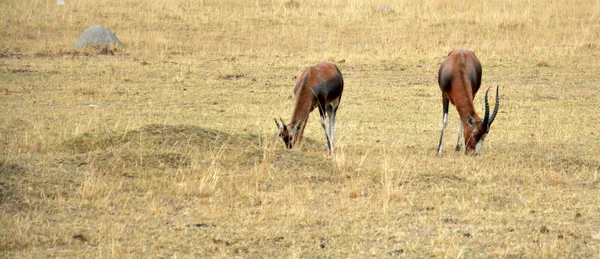 Impala antílope andando na paisagem grama — Fotografia de Stock