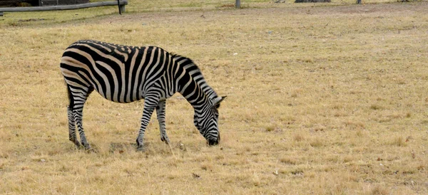 Zebra auf Grasland im Nationalpark, Südafrika — Stockfoto