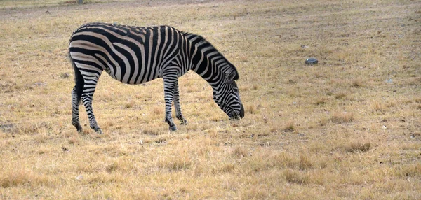 Zèbre dans les prairies du Parc National, Afrique du Sud — Photo