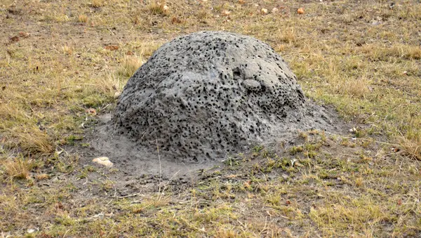 Gniazda termitów w południowej Afryce National Park — Zdjęcie stockowe