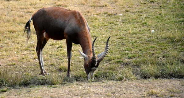 Impala antílope andando na paisagem grama — Fotografia de Stock