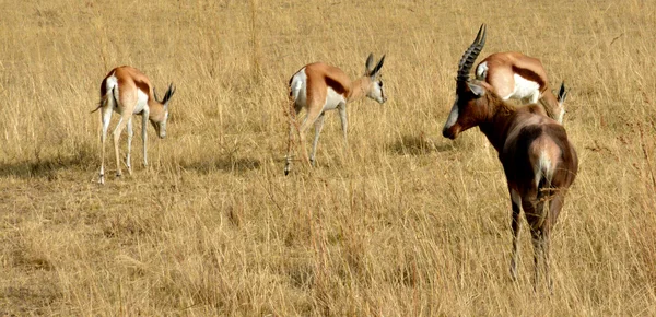 Antylop impala, chodzenie na krajobraz trawa — Zdjęcie stockowe