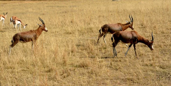 Імпала антилопи ходіння по траві краєвид — стокове фото