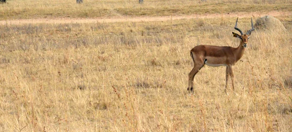 Impala antílope andando na paisagem grama — Fotografia de Stock