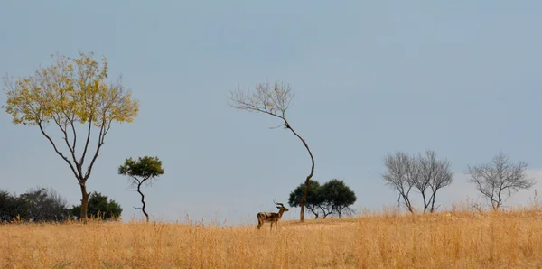 Impala antilope camminare sul paesaggio erba — Foto Stock