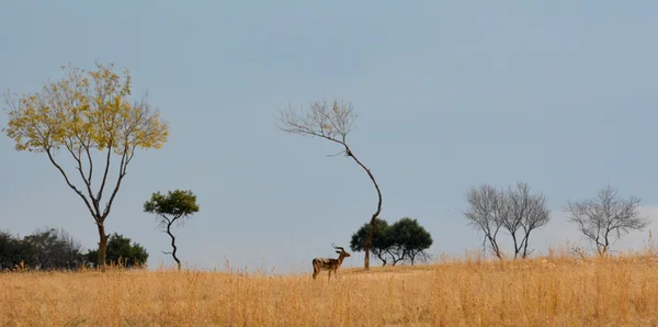 Impala antelope lopen op het gras-landschap — Stockfoto