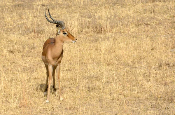 Impala antílope andando na paisagem grama — Fotografia de Stock