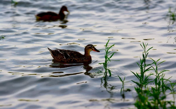 Enten auf dem Fluss während des Sommernachmittags — Stockfoto