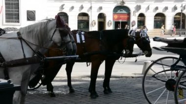 Viyana, Avusturya - 27 Ağustos 2015: Mimarlık, insan ve Viyana kenti anıtları