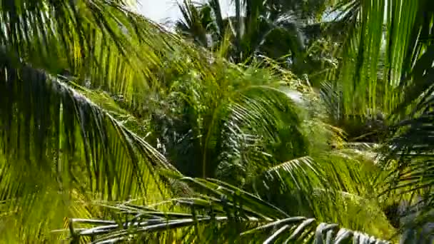 Vacaciones en Cancún, México — Vídeo de stock