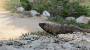 Cancun, Meksika için doğal ortamlarında Iguana