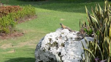 Cancun, Meksika için doğal ortamlarında Iguana