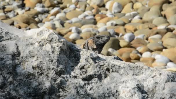 Leguaan in hun natuurlijke habitat in Cancun, Mexico — Stockvideo