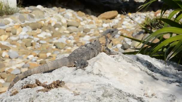 Iguana en su hábitat natural en Cancún, México — Vídeo de stock