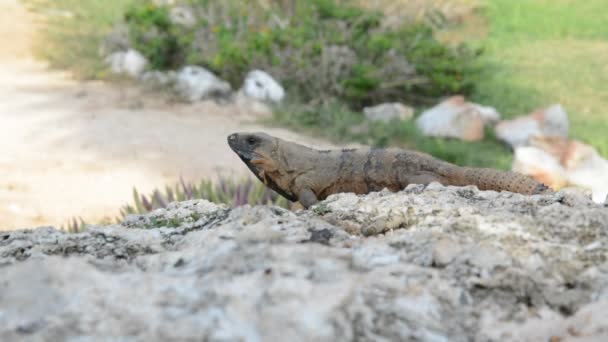 Iguana em seu habitat natural em Cancun, México — Vídeo de Stock