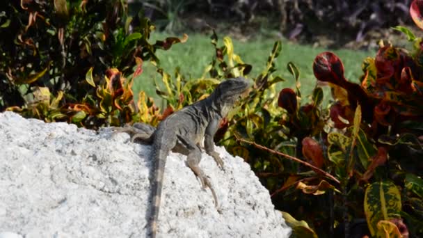 Leguaan in hun natuurlijke habitat in Cancun, Mexico — Stockvideo