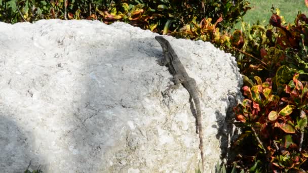 Iguana nel loro habitat naturale a Cancun, Messico — Video Stock