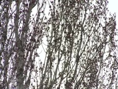 Dalları sway güneşli öğleden sonra