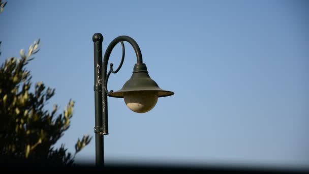 Ambiente mediterraneo, piante e natura — Video Stock