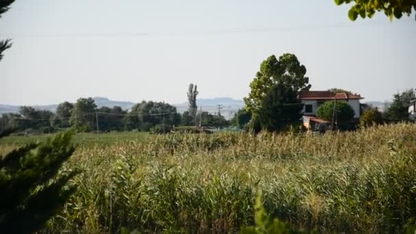 Mediterrane Umgebung, Pflanzen und Natur — Stockvideo