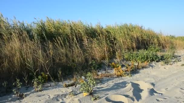 地中海の環境、植物、自然 — ストック動画