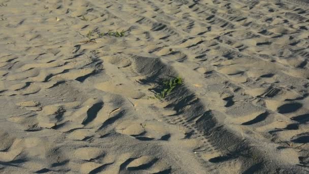 Mediterrane omgeving, planten en natuur — Stockvideo