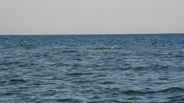 Akdeniz çevre, bitkiler ve doğa