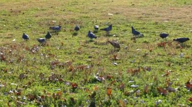 Şehir parkında sonbahar günü