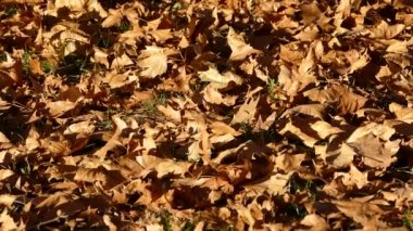 Şehir parkında sonbahar günü